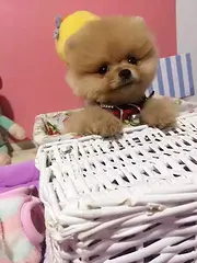 哈多利茶杯博美犬 俊介萌犬 可见父母当场测试健康