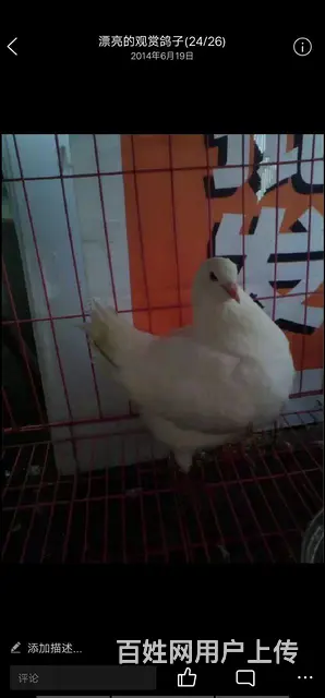 大冶北站家养元宝鸽子的图片