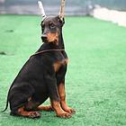纯种杜宾犬 德系杜宾犬 已裁耳 放心饲养