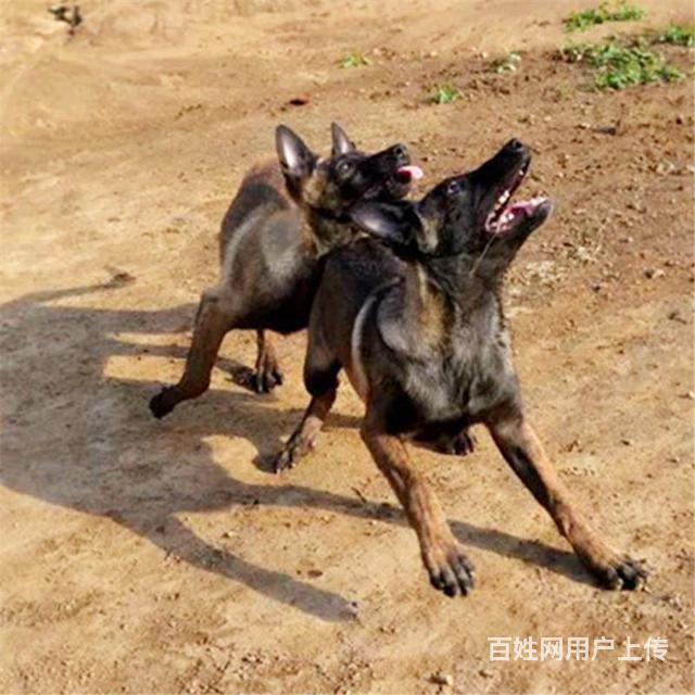 丽江宠物 丽江狗狗 丽江马犬  品种马犬详细介绍> 公母公母都有 年龄3