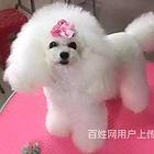 鹤岗买一只博美需要多少钱，博美犬舍地址