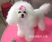 邵阳宠物店卖博美的在哪哪里有卖