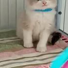 家庭繁育布偶猫