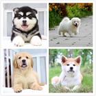 泰安犬舍地址养狗基地