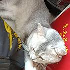 个人出售银渐层猫咪
