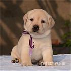 庆阳买一只拉布拉多需要多少钱，拉布拉多犬舍地址