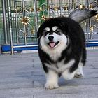出售纯种阿拉斯加幼犬阿拉斯加多少钱阿拉斯加图片