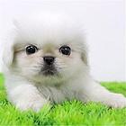 嘉兴【十年老店】常年繁殖优质血统京巴幼犬