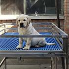 纯种拉布拉多幼犬冠军级后代保健康签协议带证书