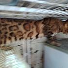 精品纯正种血统豹猫