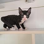 宁波本地家养德文猫出售