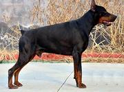 纯种杜宾犬，德系杜宾犬，高品质杜宾犬，终身包品质