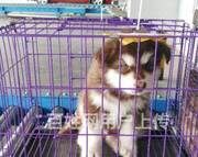 宁波宠物托运（宠物猫狗活体邮寄运输）新*闻全国连锁