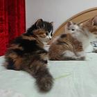 寻找猫咪新主人