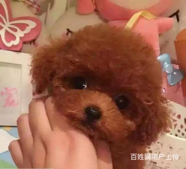 纯种泰迪熊 保纯种、保健康、签协议质保的图片