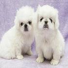 济宁本地出售健康纯种的京巴犬幼犬 售后有保障