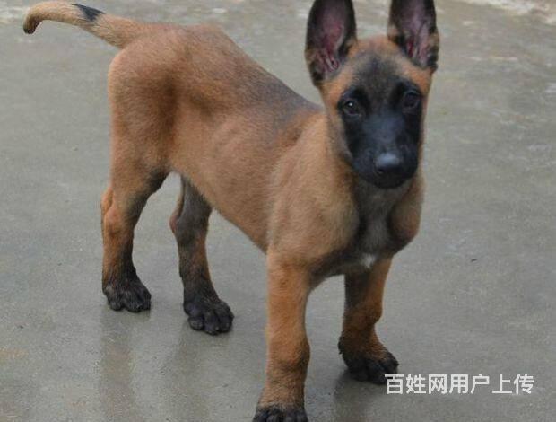 纯种马犬 赛级马犬 保健康 北京马犬多少钱一只