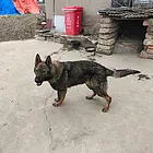 狼灰色东德种公