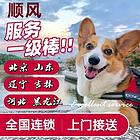 开封兰考宠物托运（猫狗）活体运输邮寄 （2023今日 推荐）