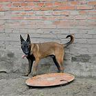 呼伦贝尔优质马犬如何挑选，优质马犬多少钱一个