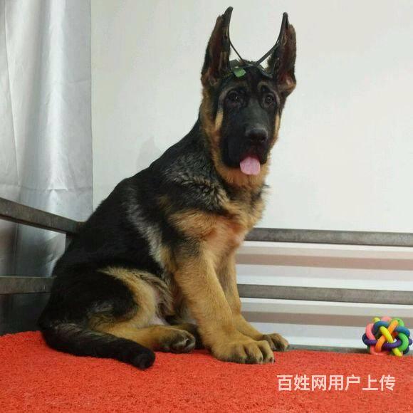 双血统德系纯种德牧出售 品相好大骨量的图片