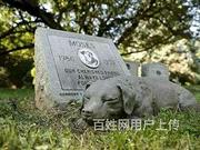 南阳正规宠物殡葬公司,南阳宠物殡葬,2024年宠物殡葬价格,