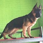 纯种德牧出售 粗骨架 德牧幼犬弓背黑背品质