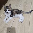 家养小猫送养