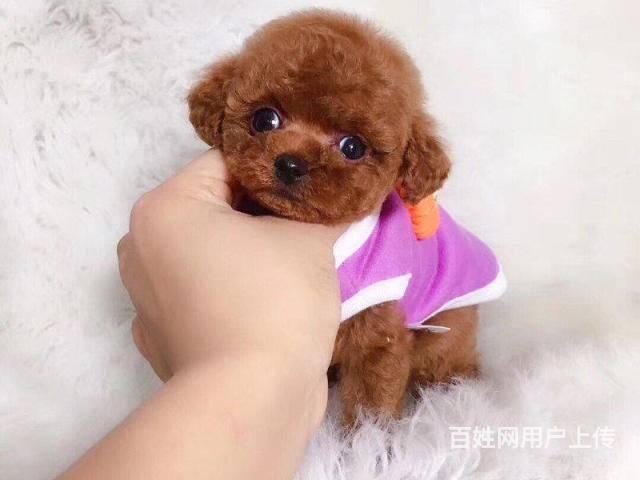 茶杯体泰迪犬幼犬出售北京市泰迪犬