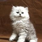 岳阳纯种金吉拉猫舍 正规猫舍家庭式繁育