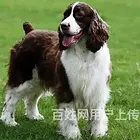 【货到付款】昆明史宾格犬多少钱有 完美史宾格血统赛级挑选