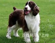 【货到付款】通辽史宾格犬多少钱有 完美史宾格血统赛级挑选