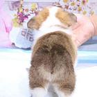 黑河纯种柯基价位 知名柯基犬舍