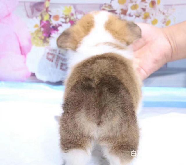 凉山柯基繁殖场 柯基犬舍联系方式的图片