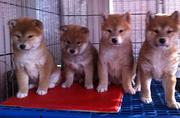 黄冈【*推荐】柴犬犬舍‖柴犬养殖场