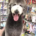 孝感带血统的巨贵哪里有卖的 哪里有卖巨贵