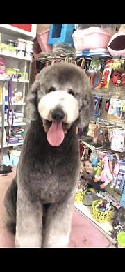 安庆巨贵犬哪里有卖，卖巨贵犬的地方在哪