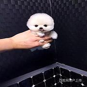 唐山【同城有门店】茶杯犬价格唐山茶杯犬