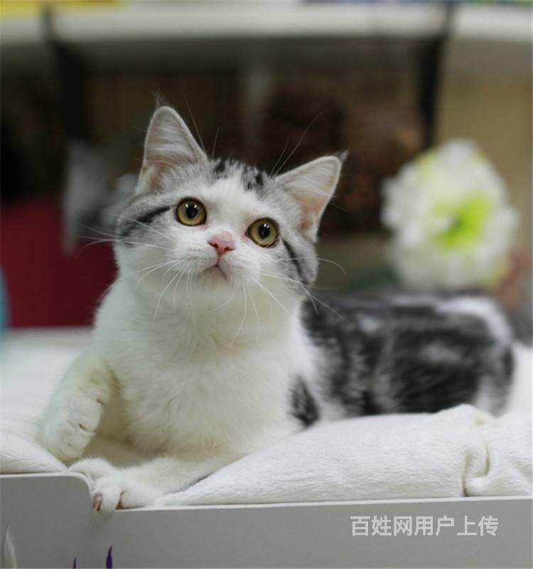 美短宠物猫要多少钱? 图