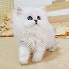 南昌波斯猫精品 完美品相 异长贵族 健康无癣签协议