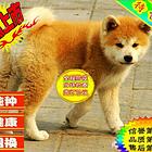 纯种日系秋田犬 疫苗齐全 包纯种健康 可送货