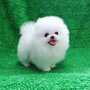 俊杰幼犬 精品博美 哈多利博美
