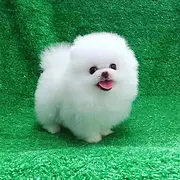 博美 哈多利球形博美狗场直销白色黄色都有