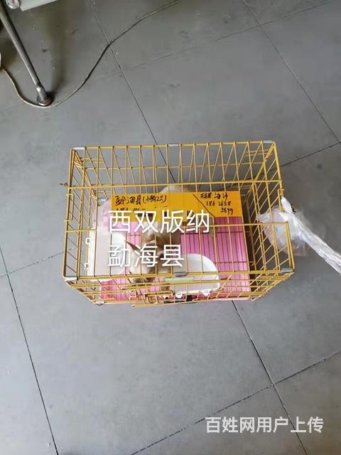 湛江市宠物托运（猫狗）活体运输邮寄2022（推荐实体店）的图片