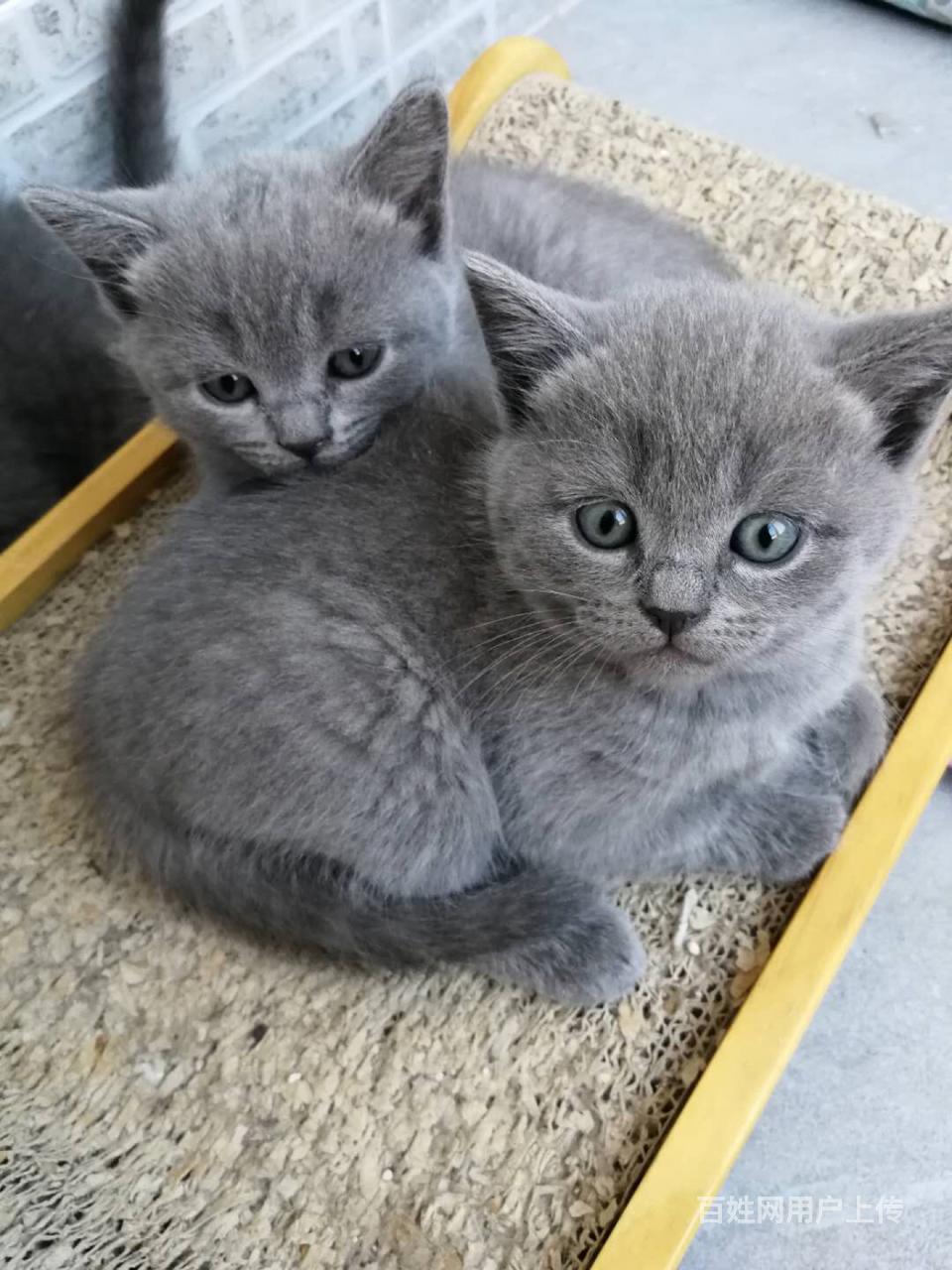 英短蓝猫 虎斑 渐层 豹猫弟弟妹妹 2-3个月