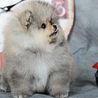 威海知名犬舍有博美出售 狗美价廉 包健康
