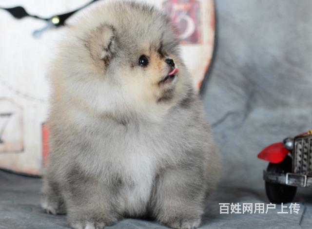 威海知名犬舍有博美出售 狗美价廉 包健康的图片