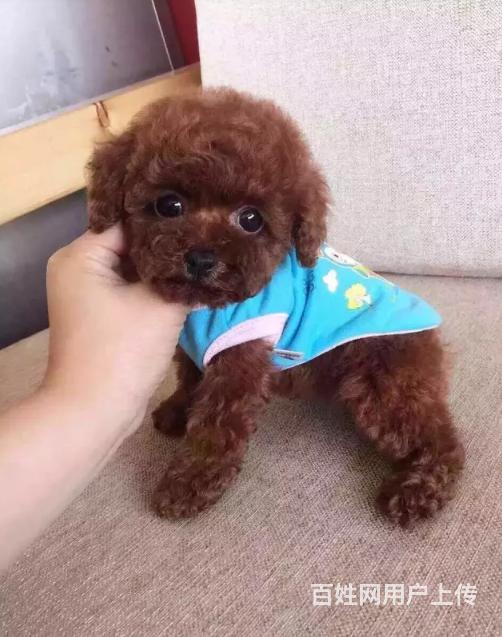 出售纯种泰迪泰迪幼犬纯种健康签协议