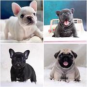 【货到付款犬舍】红河哪里有斗牛犬  斗牛犬多少钱图