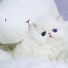 哪里有波斯猫卖的 波斯猫猫价格 波斯猫寿命